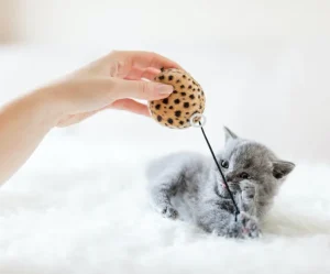 Why Does My Cat Bite Me
