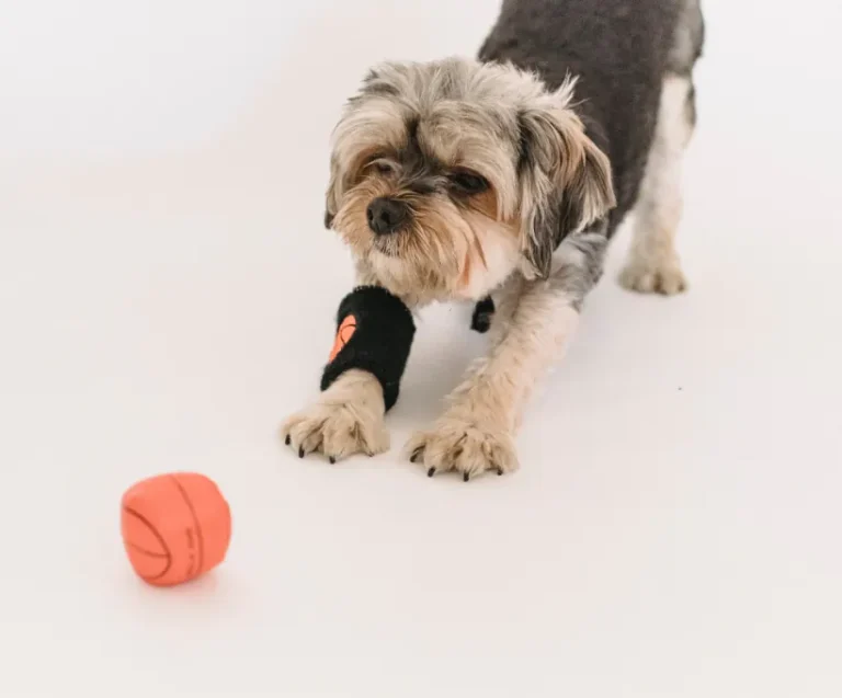 dog toys
