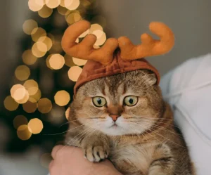 Diabetes in Cats