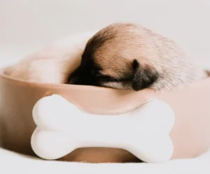 dog toys