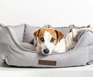 Stop a Dog from Barking at Night