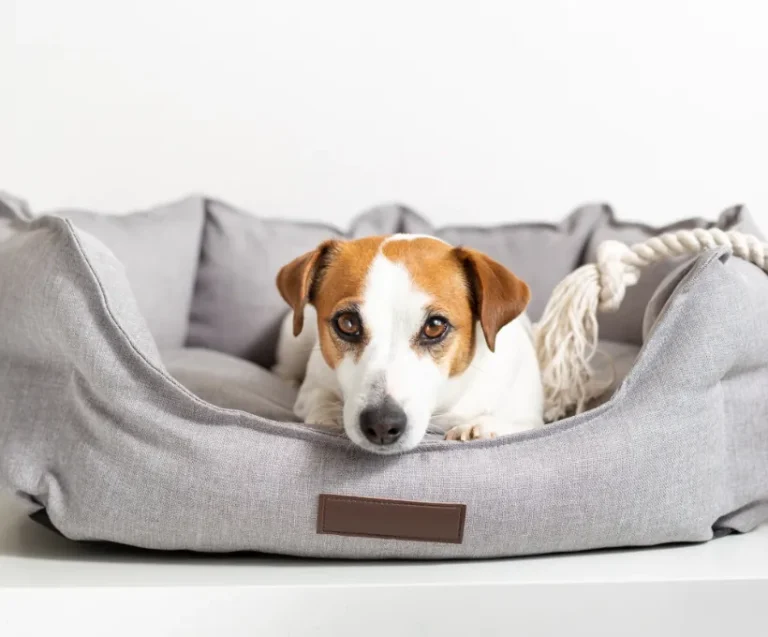 Stop a Dog from Barking at Night