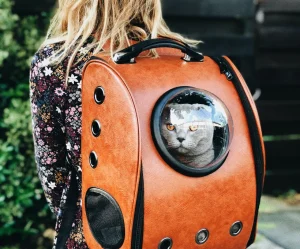 Signs of diabetes in cats