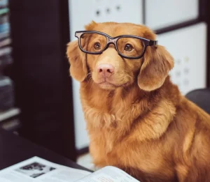 Best Pet Insurance for dogs