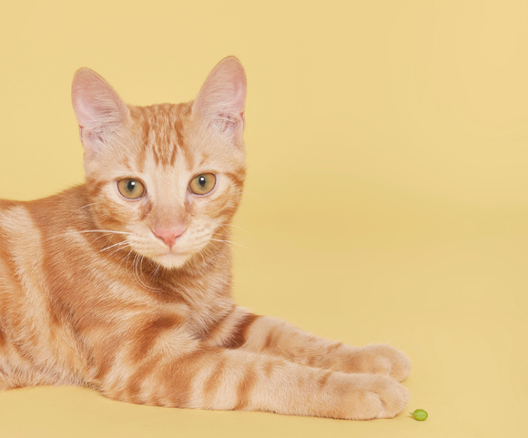 Diabetic Cats