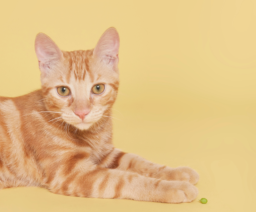 Diabetic Cats