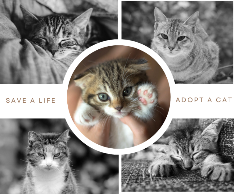 The Benefits of Adopting a Rescue Dog or Cat 6 Rescue Dog