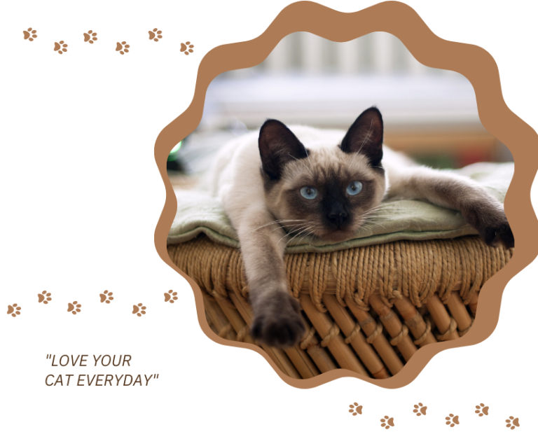 Health Issues in Diabetic Cats: Understanding Related Conditions 1 Diabetic Cats