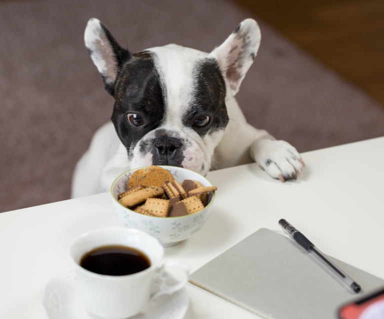 Dog Treats