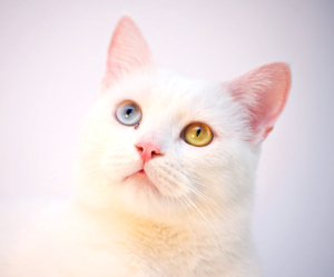 Cat Breeds