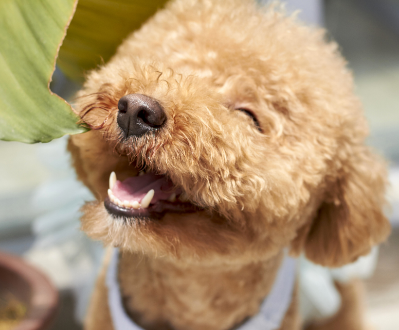 Dog Grooming