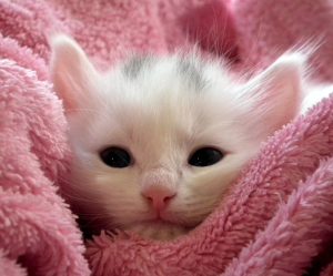 Cats Health