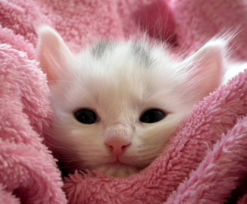 Cats Health
