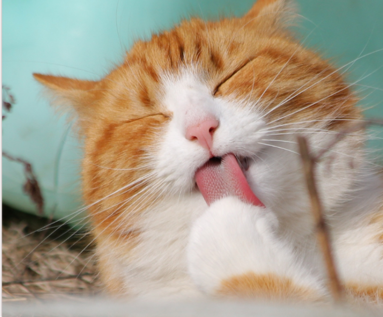 Exercise for Diabetic Cats: Tips to Control Weight and Blood Sugar 2 Diabetic Cats